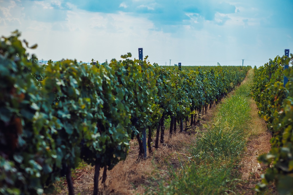 Viticulture & vines aim to be eco-friendly at Domeniile Alexandrion Rhein 1892
